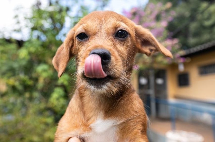  Exames para cães são disponibilizados gratuitamente em Aracaju nesta sexta-feira