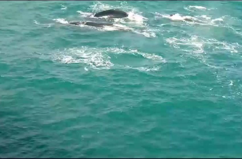  Baleias são avistadas na região da Atalaia em Aracaju