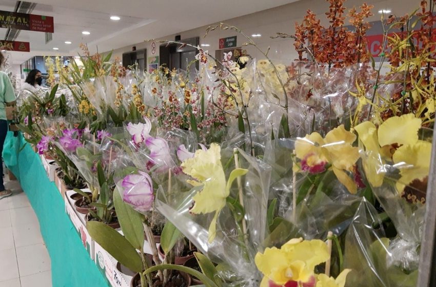  Mostra de Orquídeas acontece neste final de semana em Aracaju