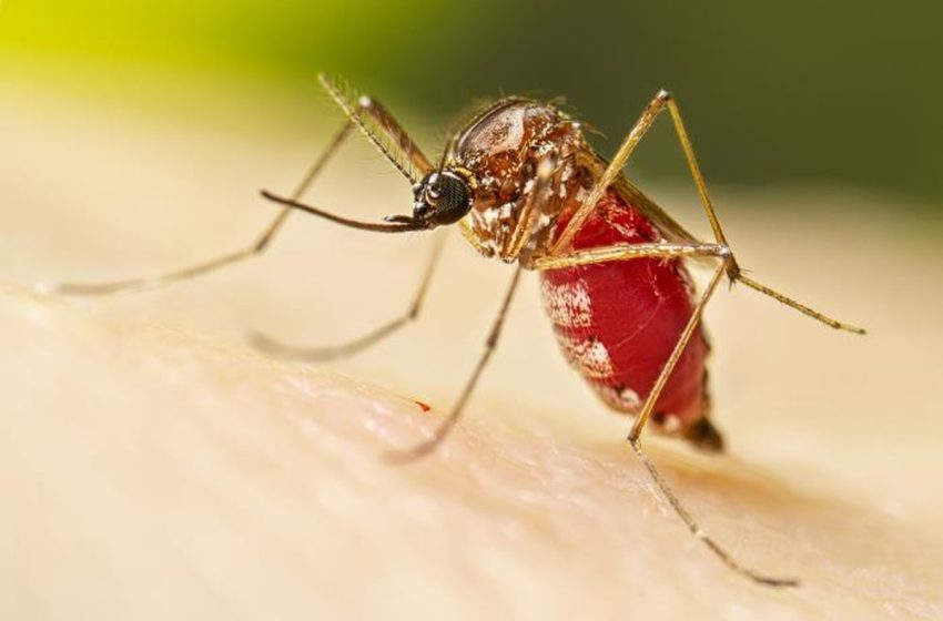  LIRAa: veja bairros com maior risco para surtos e epidemias pelo Aedes aegypti em Aracaju