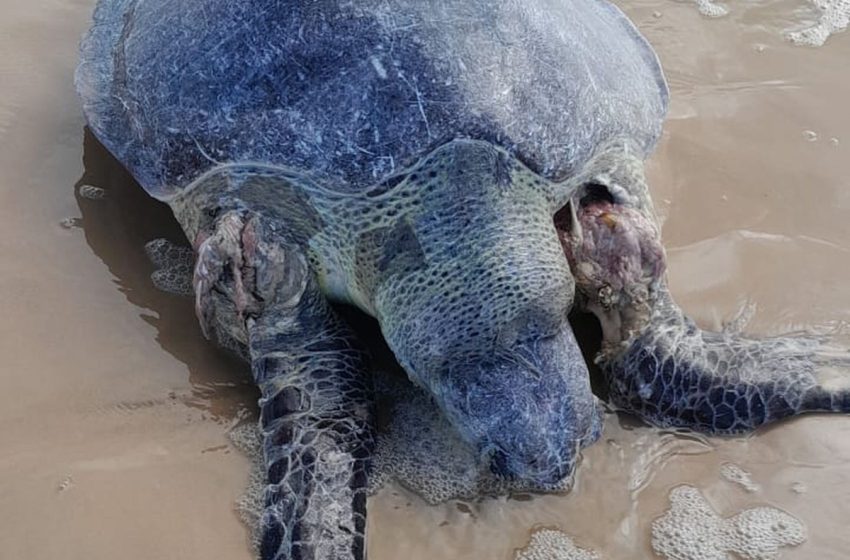  Tartaruga marinha é encontrada morta na Barra dos Coqueiros