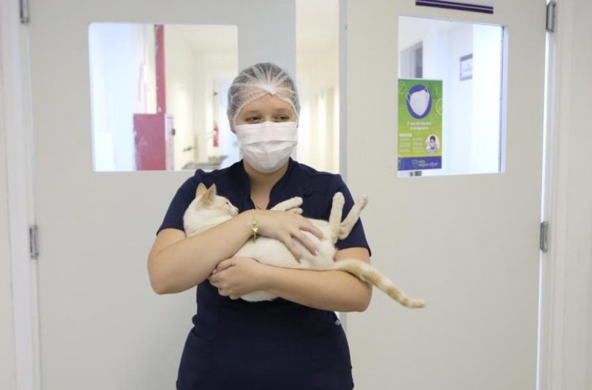  Hospital Veterinário da UFS oferta castração de cães e gatos; saiba como ter acesso ao serviço