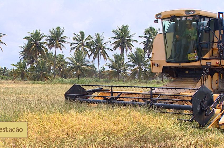  VÍDEOS: Estação Agrícola deste domingo, 15 de outubro