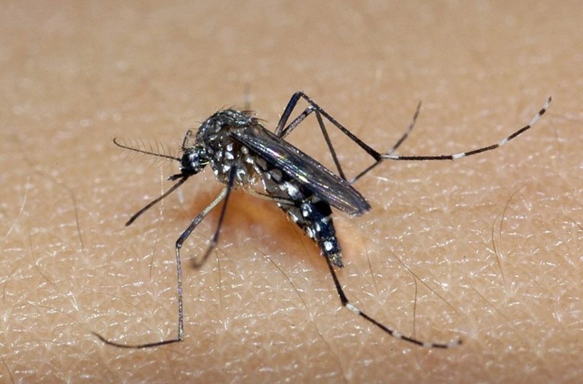  Adolescente morre vítima de Chikungunya em Aracaju