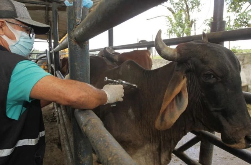  Segunda etapa da campanha de vacinação contra a febre aftosa será iniciada no dia 1º de novembro em SE