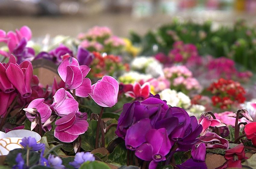  Feira de flores acontece no Bairro Inácio Barbosa, em Aracaju