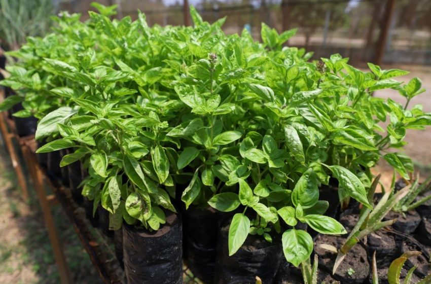  Plantas medicinais são cultivadas em parque de Aracaju; saiba como ter acesso gratuitamente