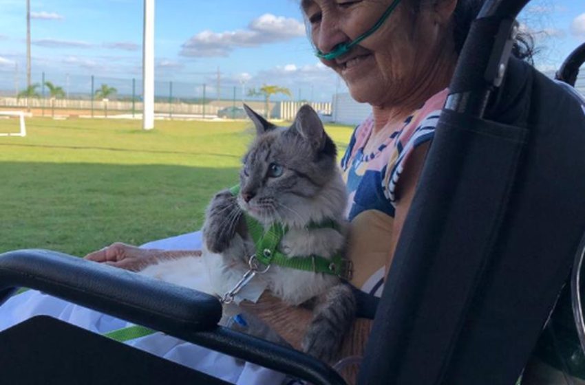  Idosa hospitalizada em Sergipe recebe visita de gata de estimação: 'Foi um remédio'