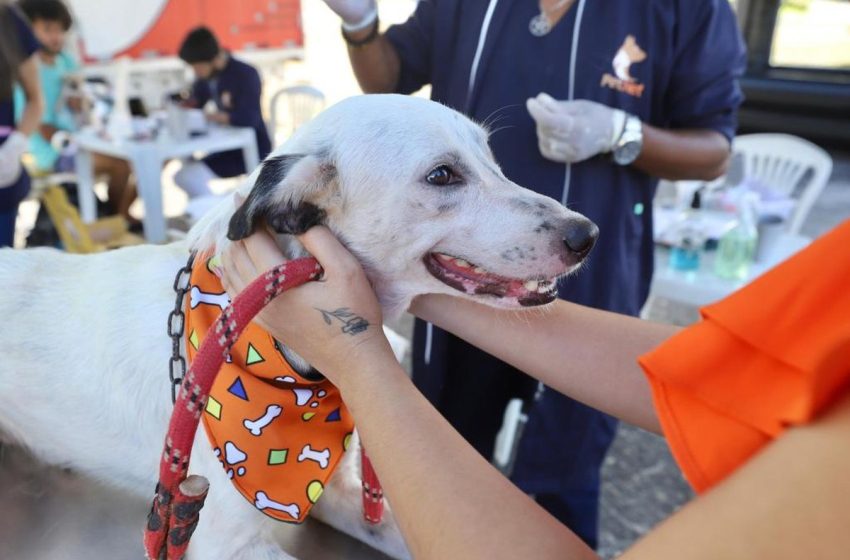  Campanha de adoção de animais acontece neste sábado em Aracaju