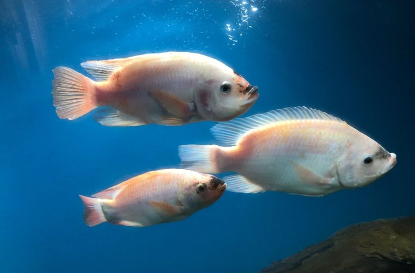  Oceanário de Aracaju reúne mais de 50 espécies marinhas; confira horário de funcionamento