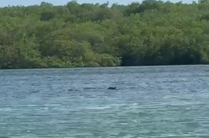 VÍDEO: golfinhos são flagrados na região da Orla Pôr do Sol em Aracaju