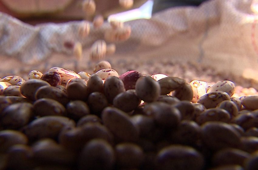  VÍDEOS: Estação Agrícola deste domingo, 3 de dezembro