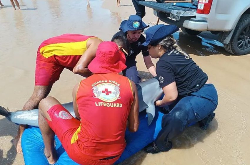  Golfinho é salvo após encalhar em praia de Aracaju