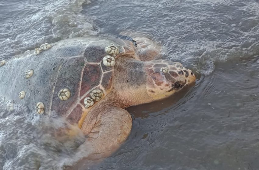  Tartaruga ferida por moto aquática é encontrada por banhistas em praia de Nossa Senhora do Socorro
