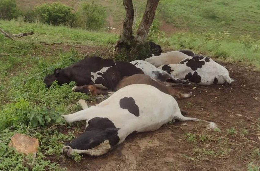  Gado morre após queda de raio durante chuva forte em Sergipe