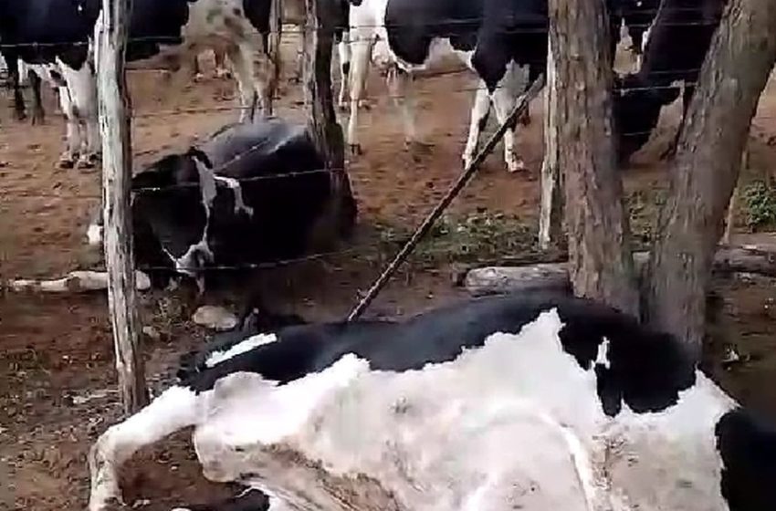  Raio cai e mata seis vacas em Nossa Senhora da Glória