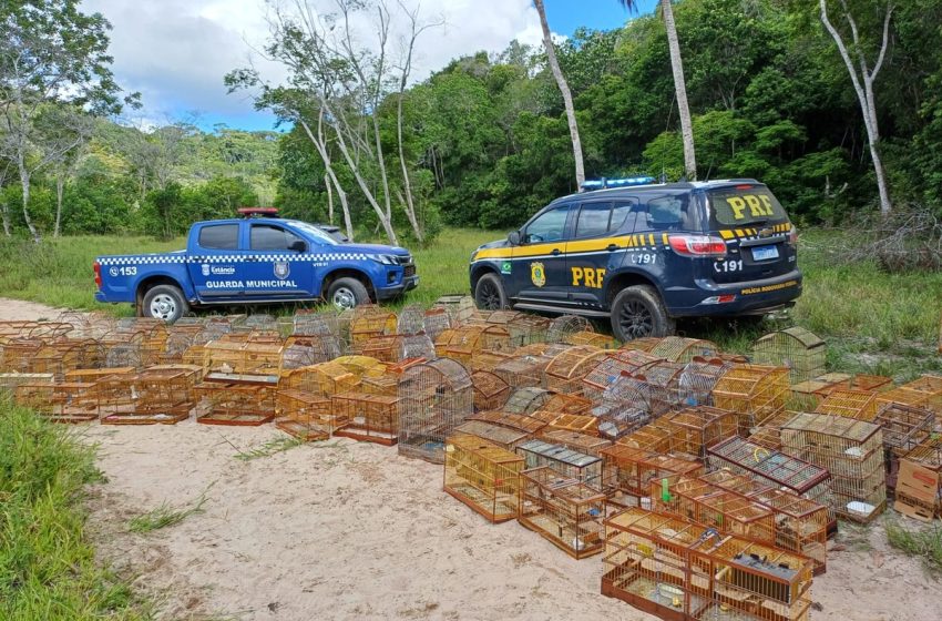  Mais de 700 animais são apreendidos e 70 pessoas são autuadas em operação da PRF de combate a crimes ambientais em Sergipe