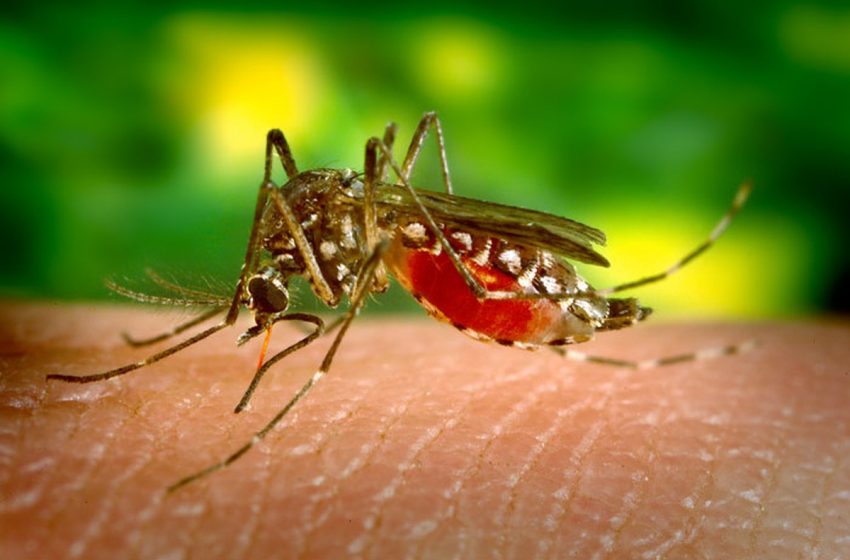  Saiba como denunciar focos de Aedes Aegypti em Aracaju