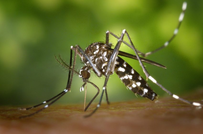  Aracaju investiga primeira suspeita de morte por dengue em 2024