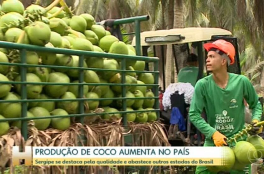  Sergipe se destaca pela produção do coco que abastece várias cidades do país