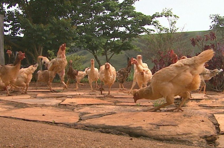  Emdagro proíbe eventos com aglomerações de aves em Sergipe