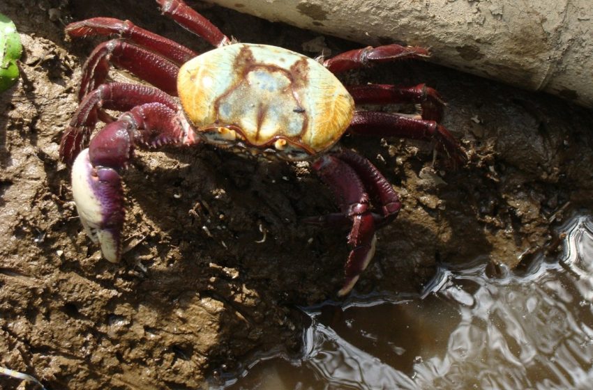  Terceiro período de defeso do caranguejo-uçá é iniciado em Sergipe