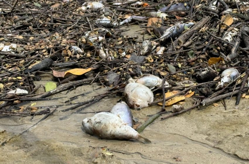  Mortandade de peixes é registrada no Rio do Sal em Sergipe