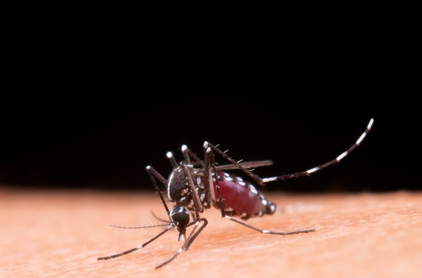  Oito municípios de Sergipe terão vacina contra a dengue