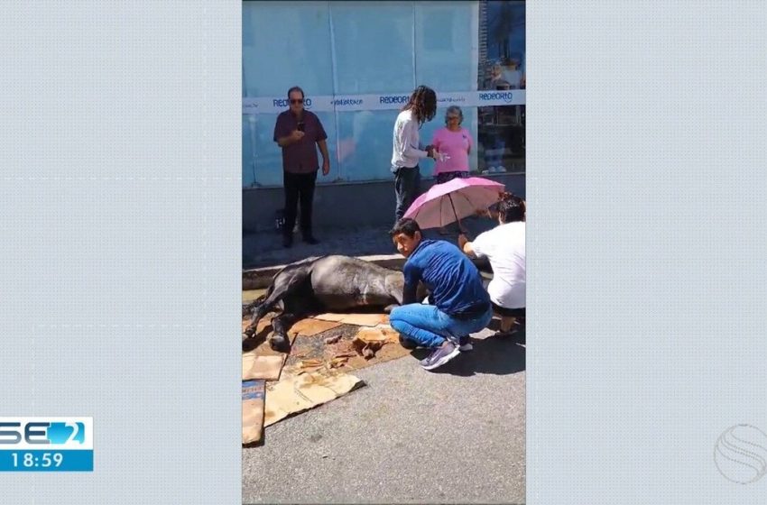  Cavalo é resgatado após passar mal e ser abandonado em Aracaju