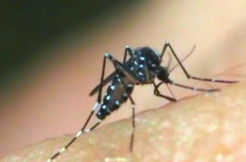  Número de municípios com alto índice de infestação pelo Aedes aegypti dobra em Sergipe