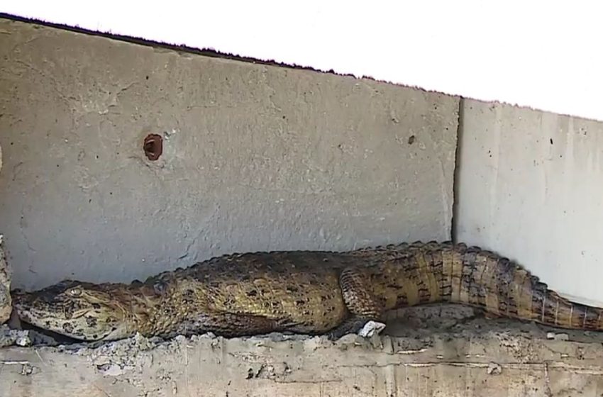  Após fortes chuvas, jacaré é encontrado dentro de canal em Aracaju