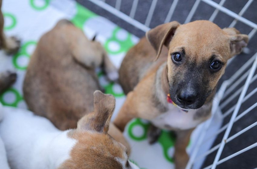  Campanha de adoção de animais de estimação é realizada em Aracaju