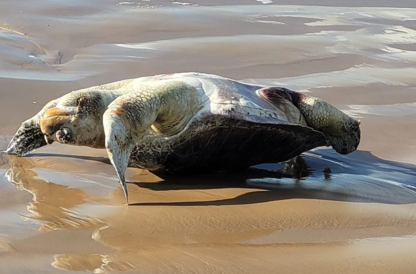  Tartaruga-marinha é encontrada morta em praia da Grande Aracaju
