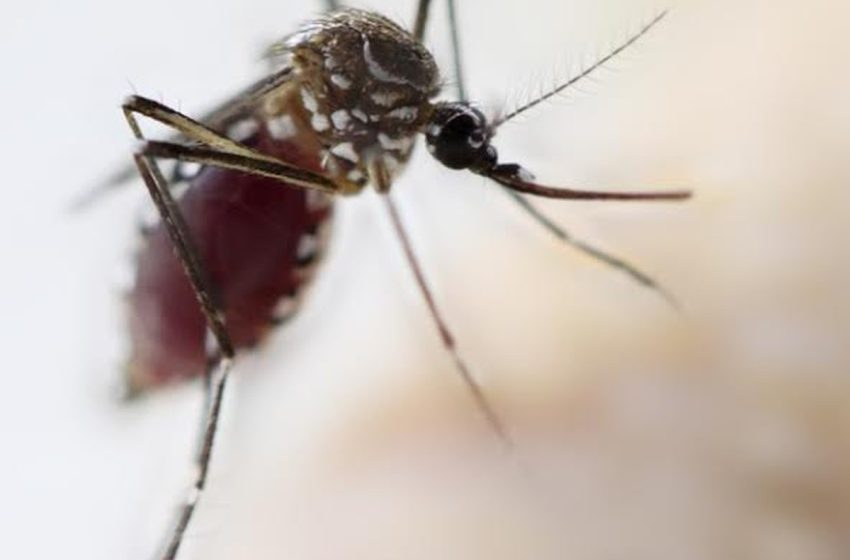  Dez municípios de Sergipe estão com alto índice de infestação pelo Aedes aegypti, aponta LIRAa