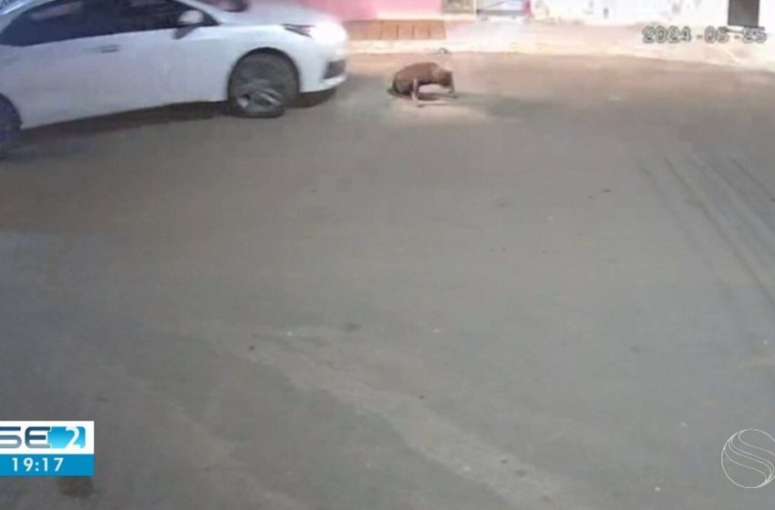  Polícia Civil tenta identificar motorista que atropelou e matou cachorro em Carira