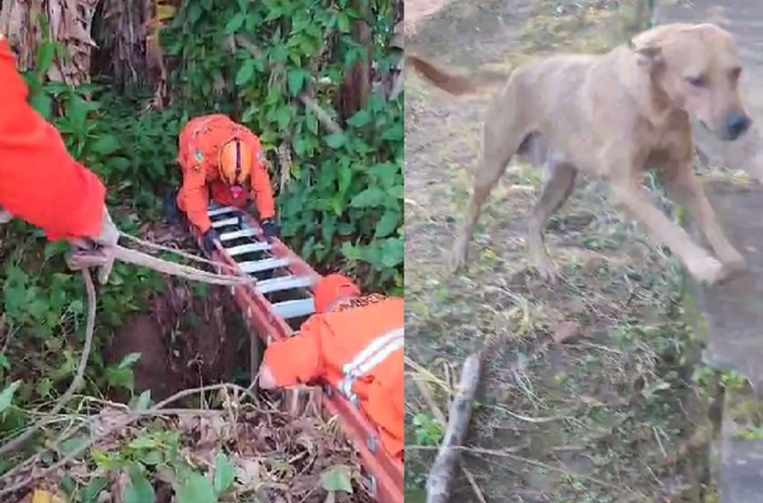  Cachorro caramelo é resgatado após cair em cisterna com cerca de 15 metros de profundidade em Malhador