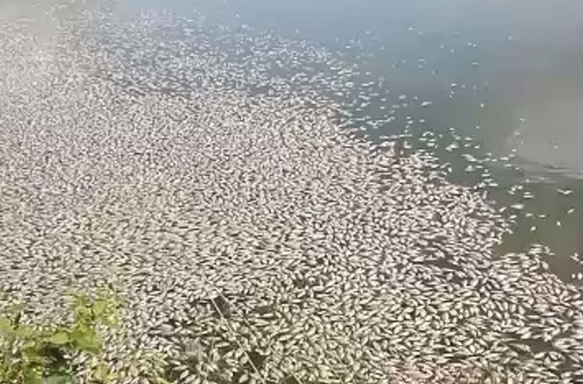  Peixes mortos são encontrados às margens de barragem em Nossa Senhora da Glória