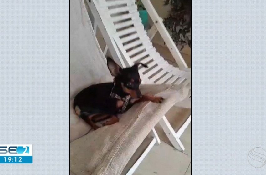  Cachorro é resgatado de residência, em Aracaju, onde mora mulher monitorada por tornozeleira eletrônica