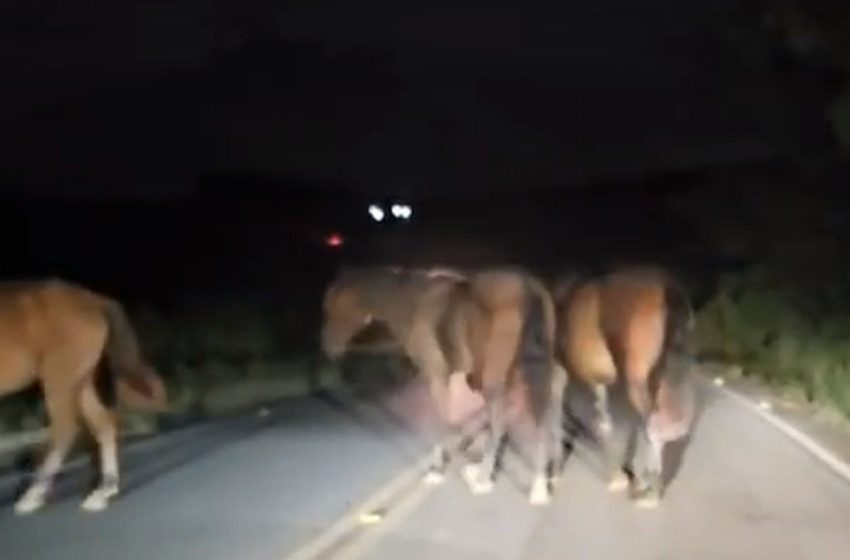  Animais soltos em rodovias estaduais de SE causaram cinco acidentes com mortes este ano