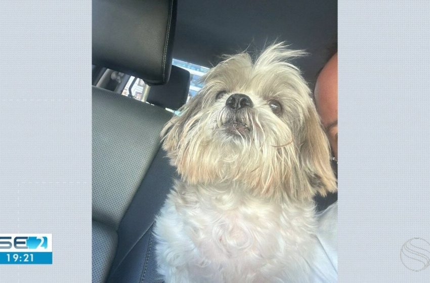  Cão da raça shih-tzu morre após ser atacado por outro cachorro em hotelzinho de Aracaju