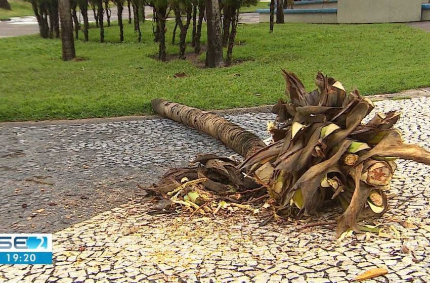  Redemoinho derruba coqueiro, faz cadeiras voarem e assusta comerciantes na Orla da Atalaia, em Aracaju