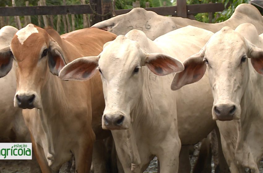  VÍDEOS: Estação Agrícola deste domingo, 7 de julho